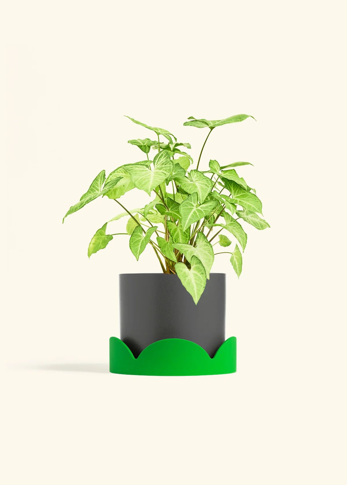 White Arrowhead Plant, Medium - Image 29