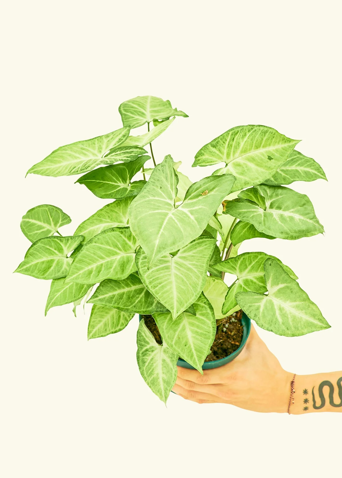 White Arrowhead Plant, Medium - Image 3