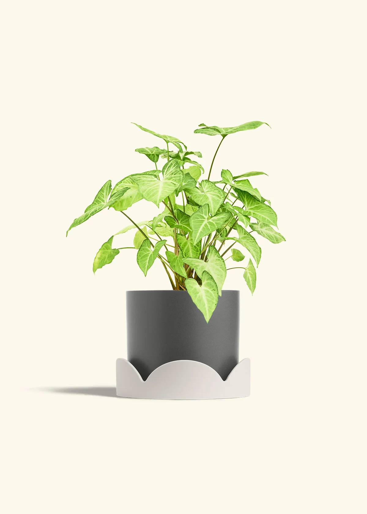 White Arrowhead Plant, Medium - Image 30
