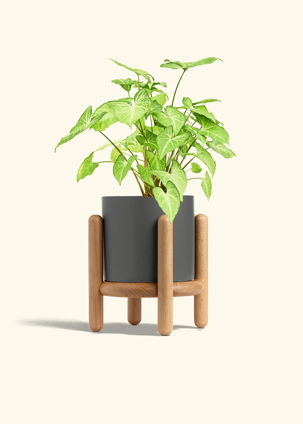 White Arrowhead Plant, Medium - Image 31