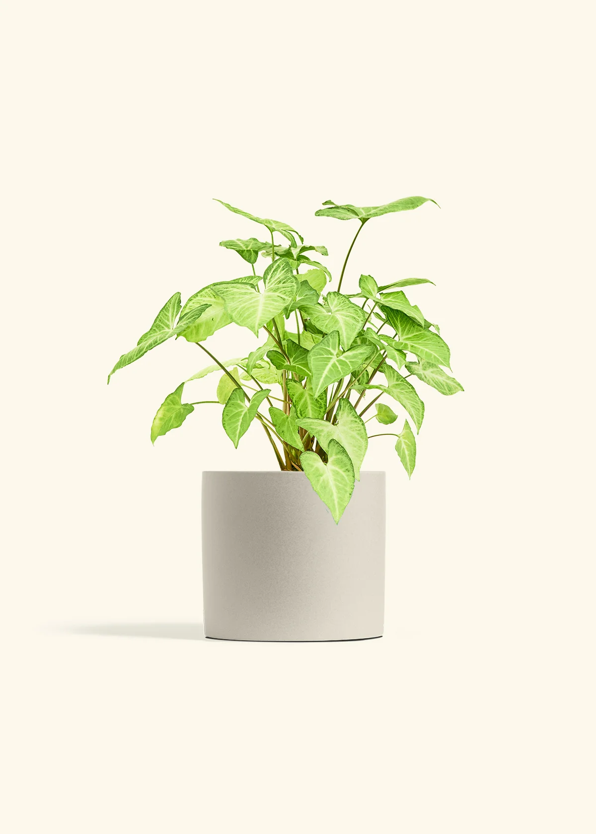 White Arrowhead Plant, Medium - Image 32