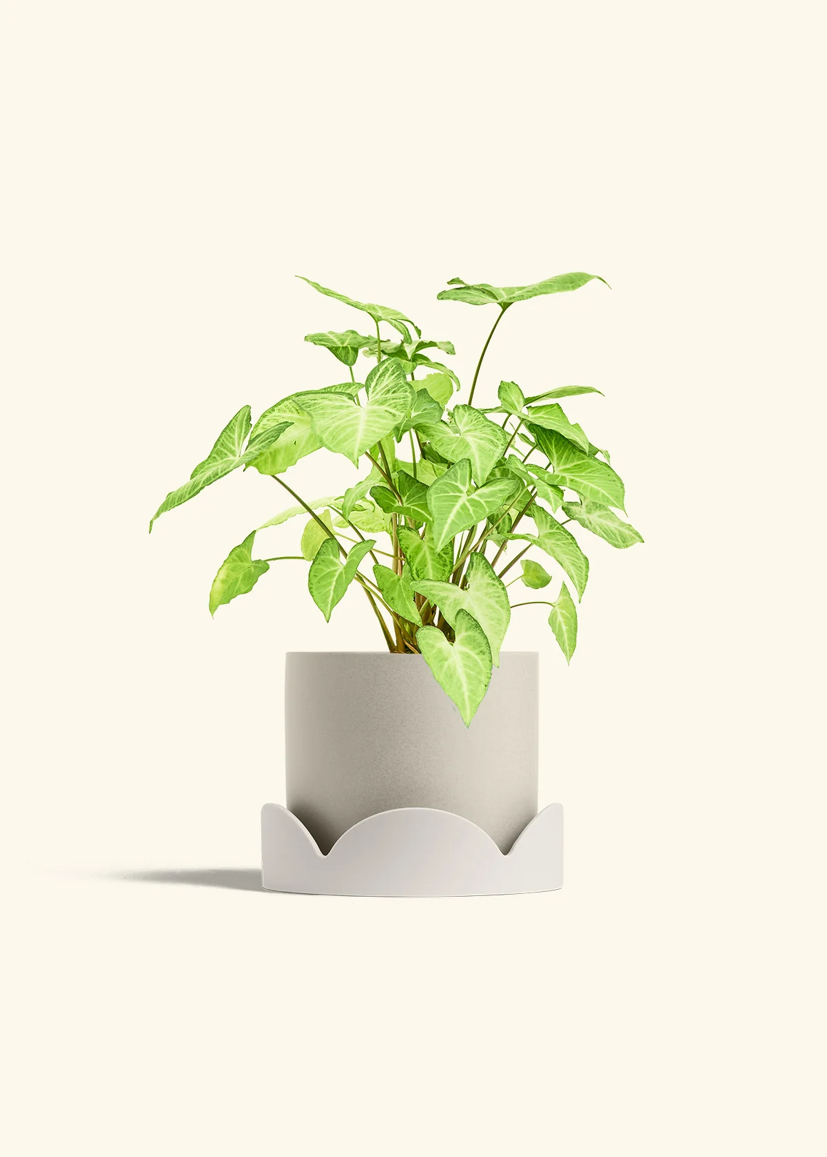 White Arrowhead Plant, Medium - Image 34