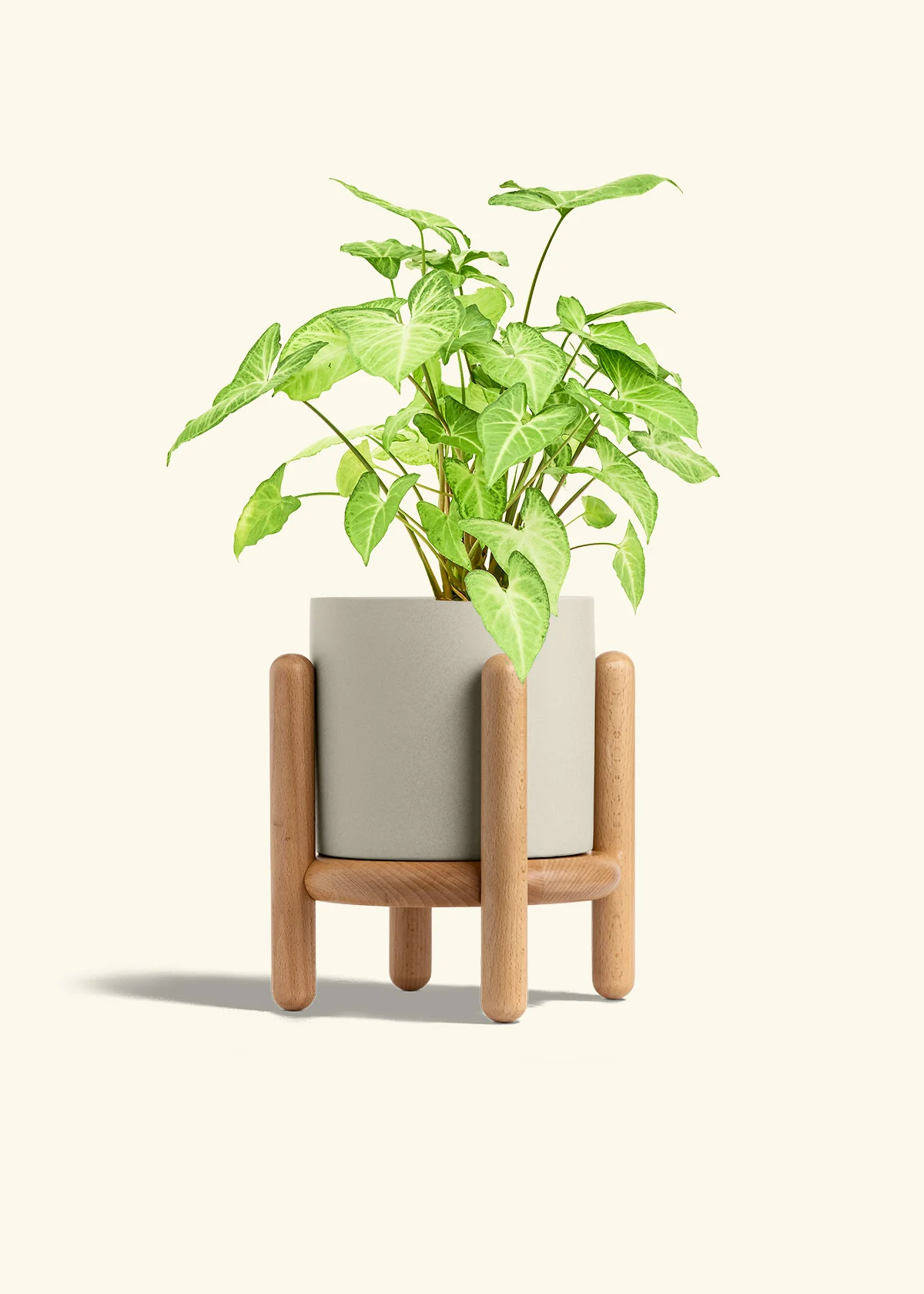 White Arrowhead Plant, Medium - Image 35