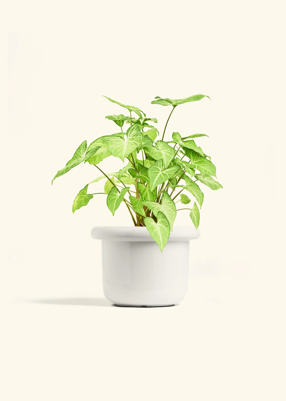 White Arrowhead Plant, Medium - Image 4