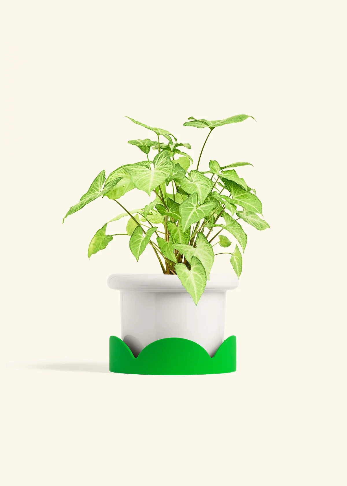 White Arrowhead Plant, Medium - Image 5
