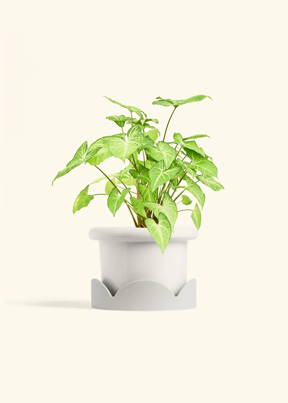 White Arrowhead Plant, Medium - Image 6