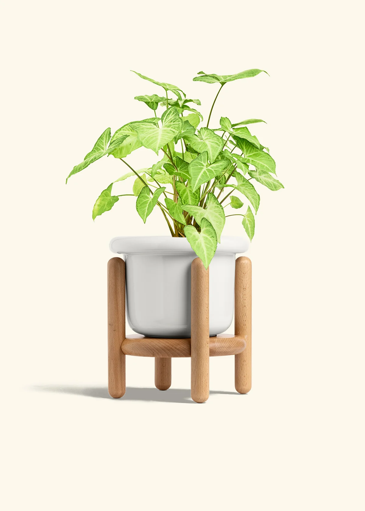 White Arrowhead Plant, Medium - Image 7
