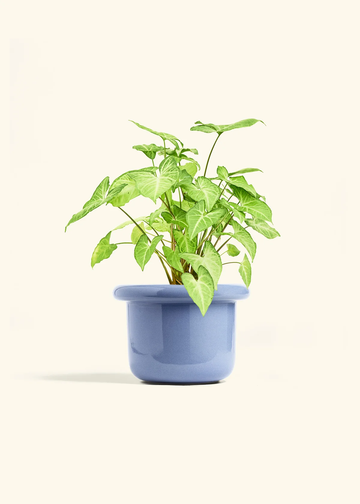 White Arrowhead Plant, Medium - Image 8