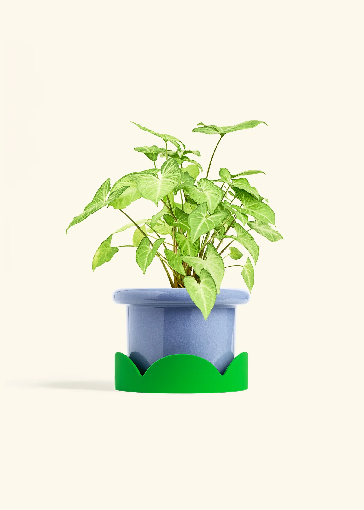 White Arrowhead Plant, Medium - Image 9
