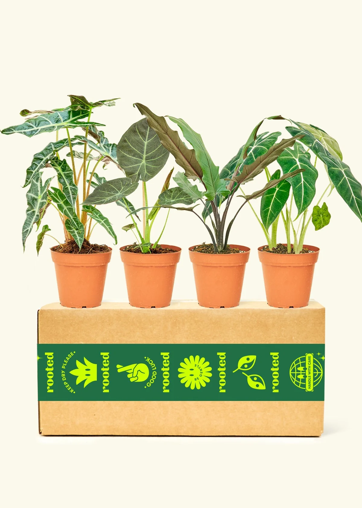 Assorted Alocasia Box, Medium