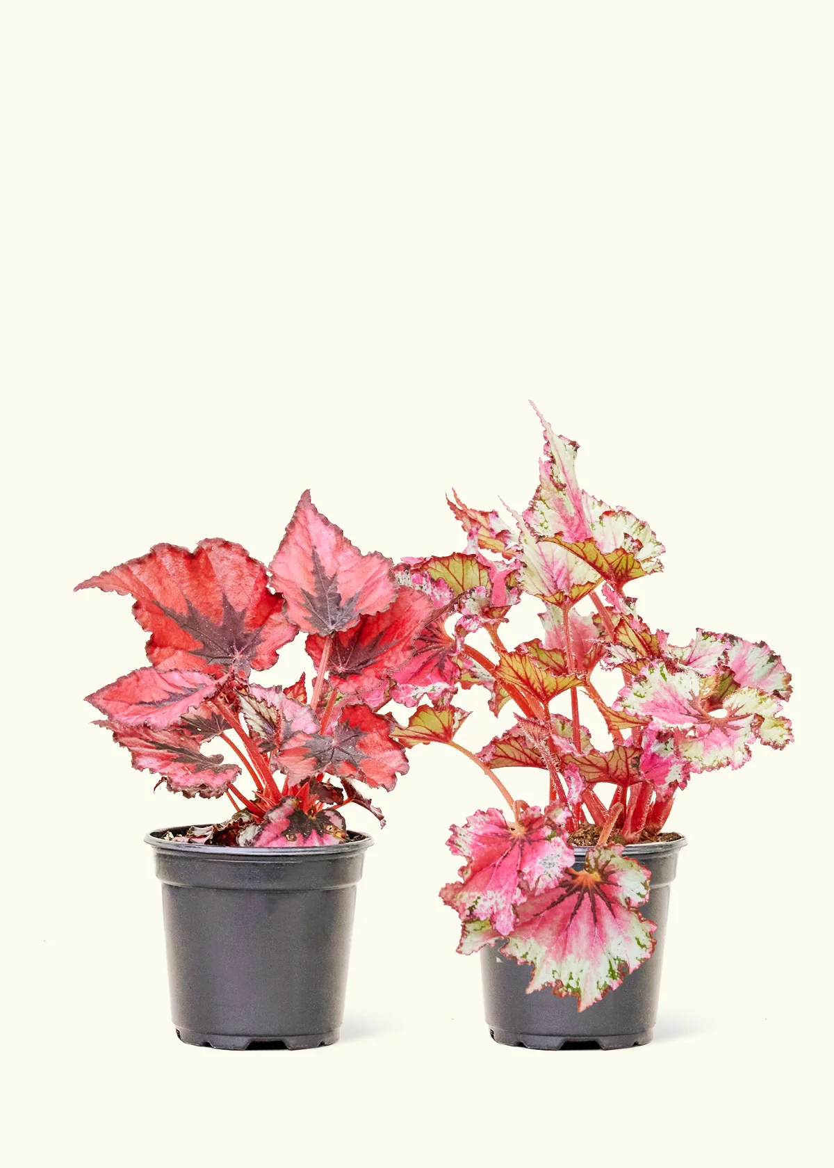 Assorted Begonia 'Rex' Box, Small - Image 3