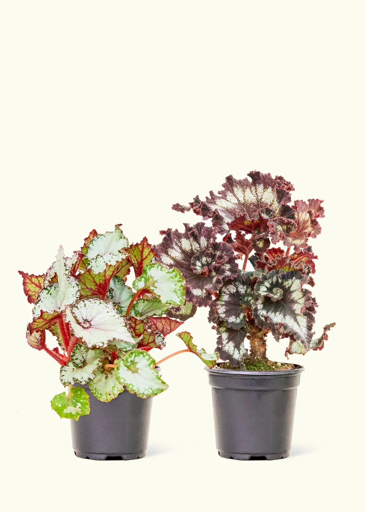 Assorted Begonia 'Rex' Box, Small - Image 4
