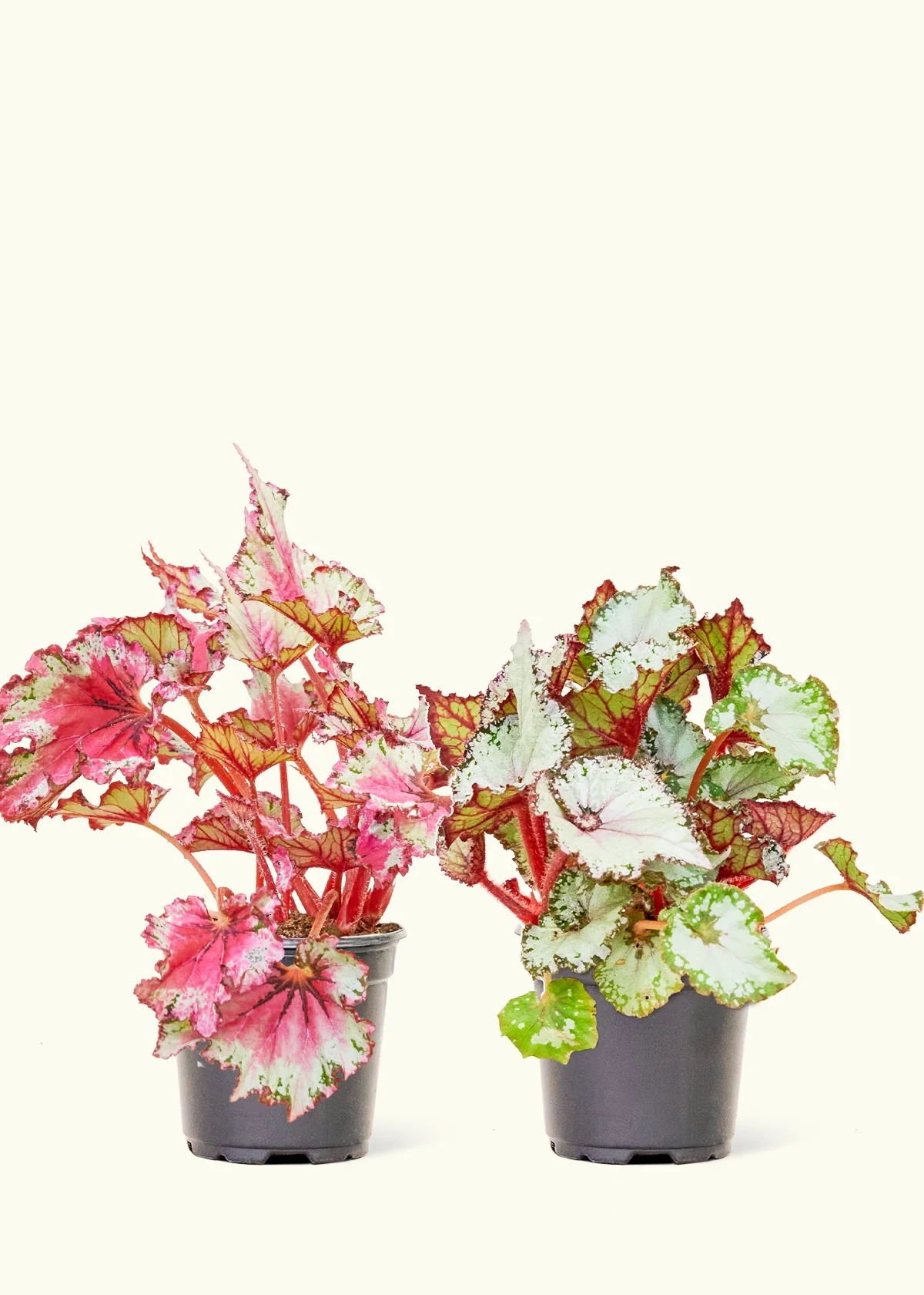 Assorted Begonia 'Rex' Box, Small - Image 5
