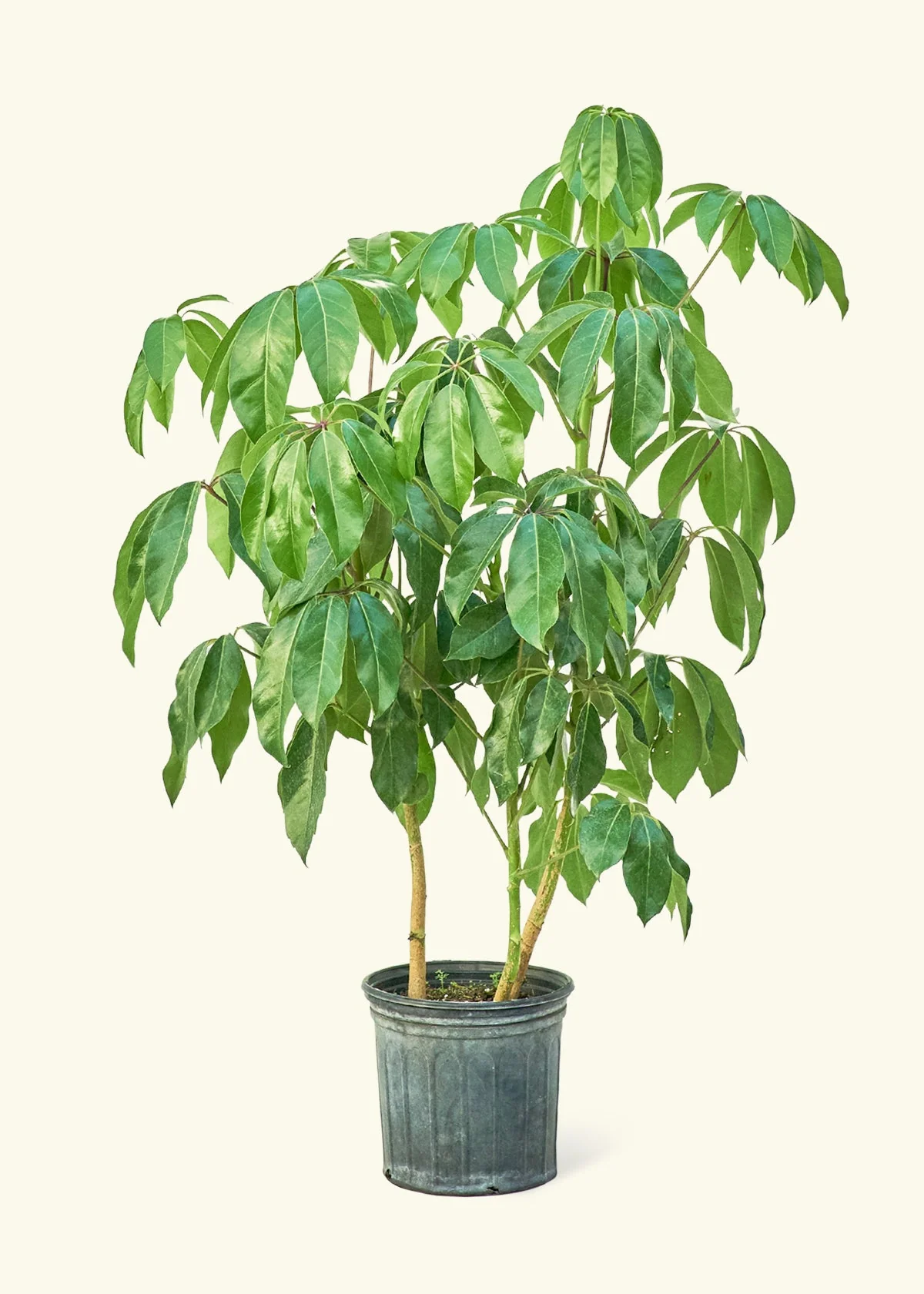 Australian Umbrella Tree, XL