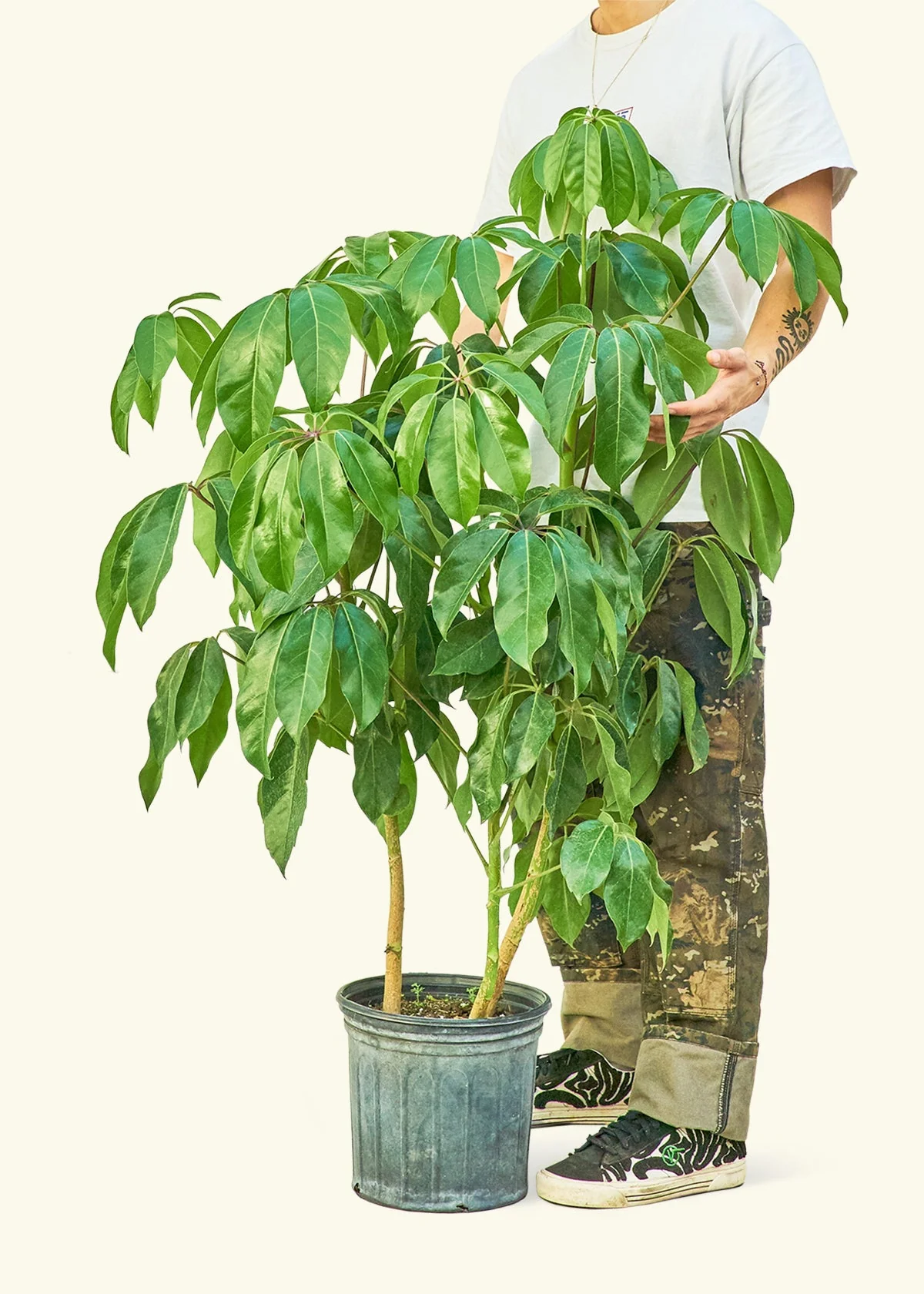 Australian Umbrella Tree, XL - Image 2