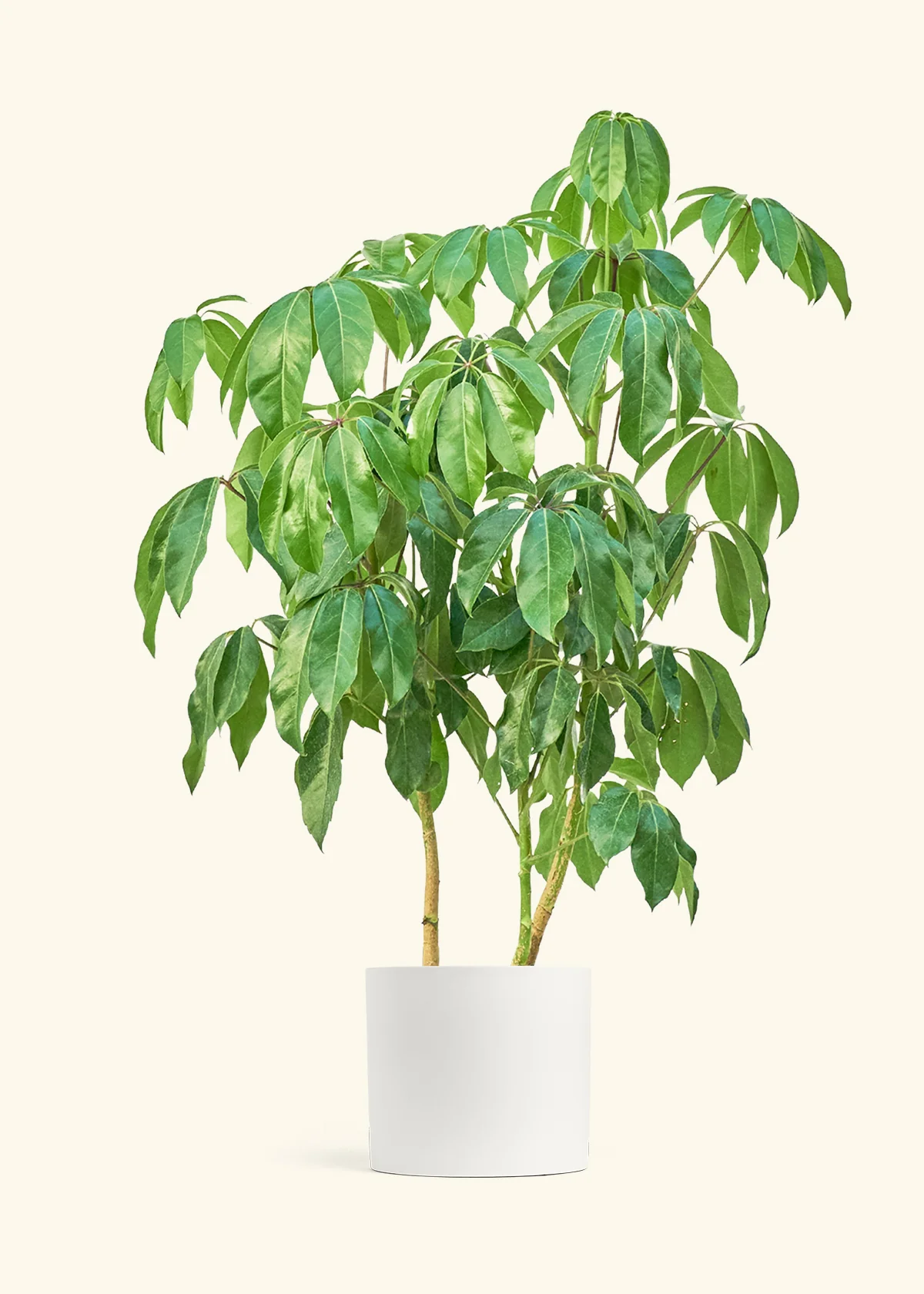 Australian Umbrella Tree, XL - Image 3