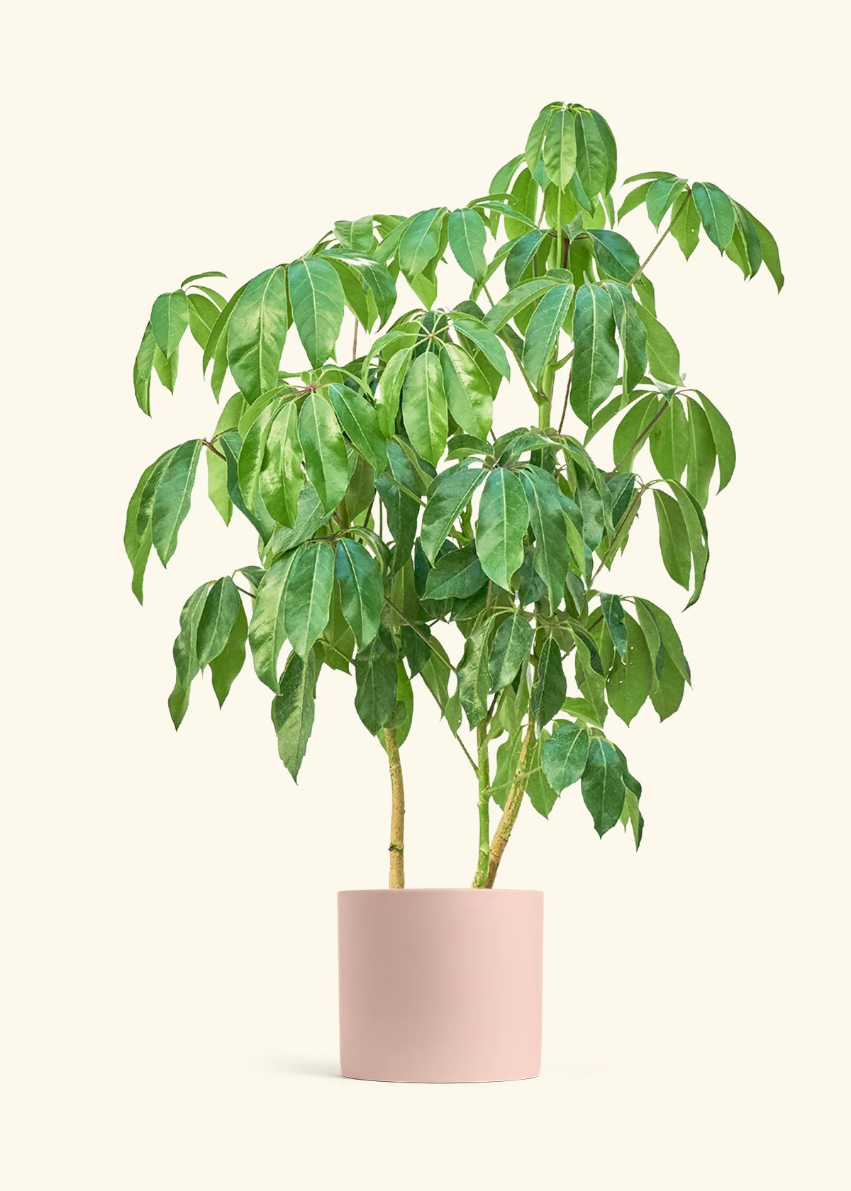 Australian Umbrella Tree, XL - Image 4