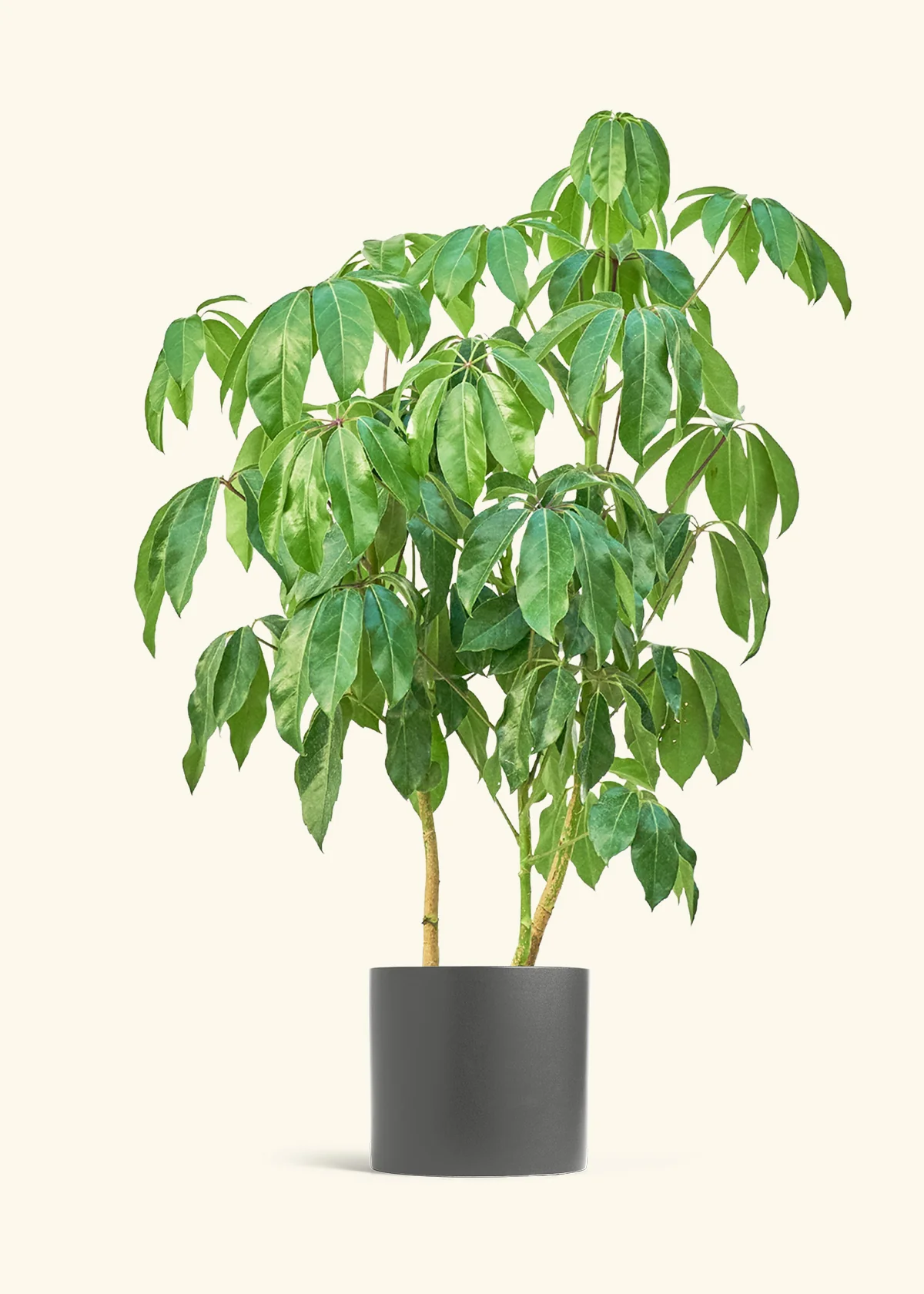Australian Umbrella Tree, XL - Image 5