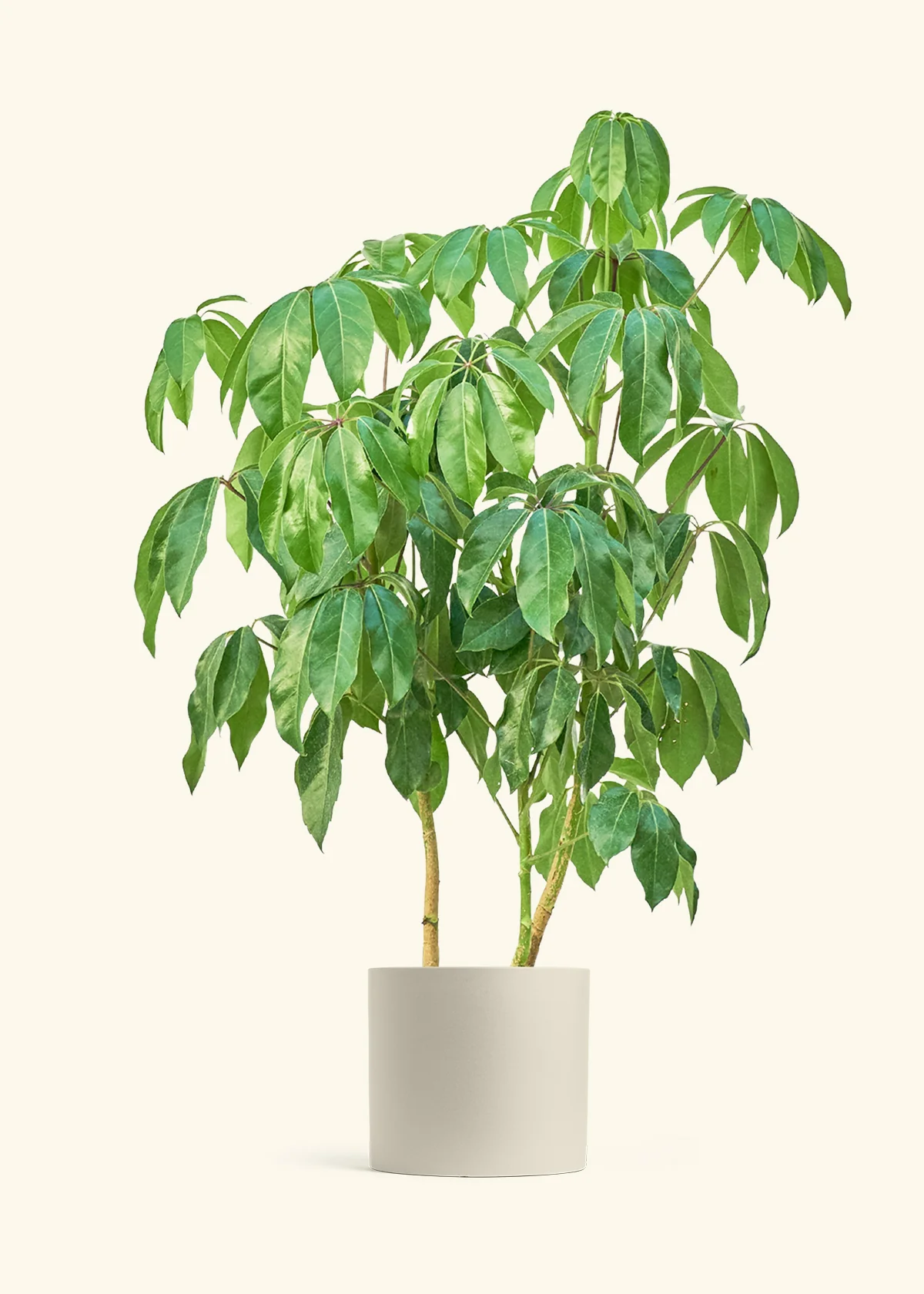 Australian Umbrella Tree, XL - Image 6