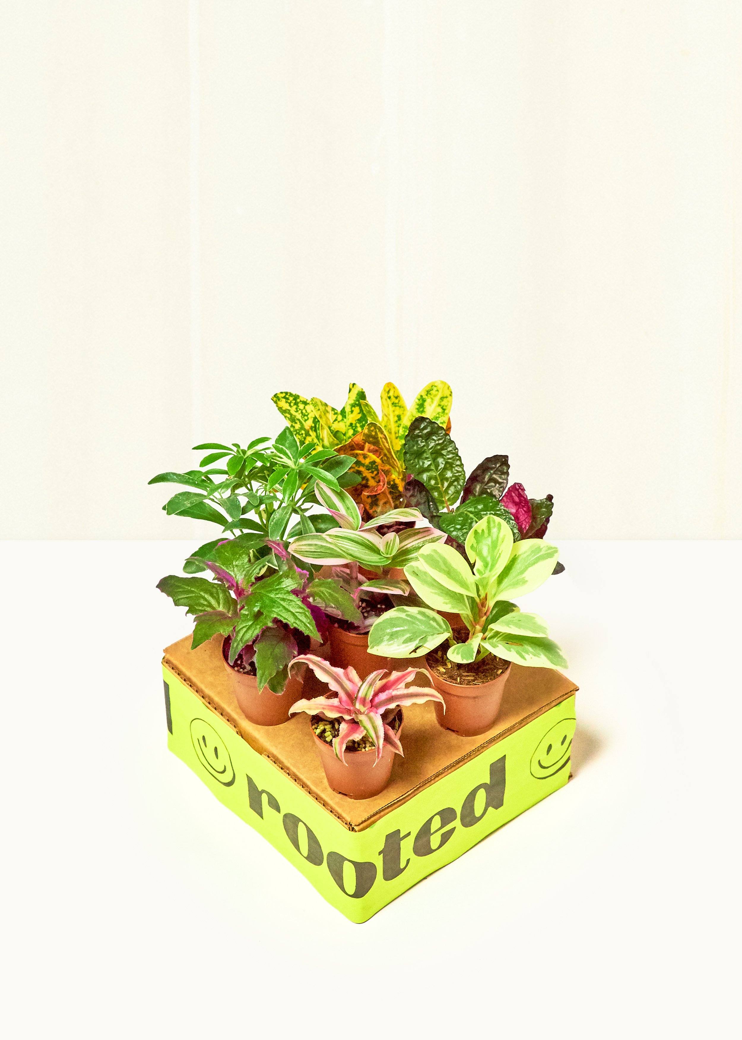 Baby Jungle Trio - Image 4