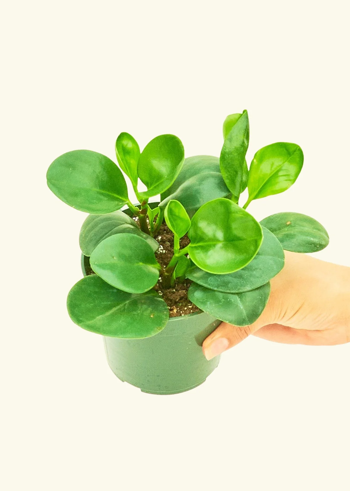 Baby Rubber Plant, Small - Image 3