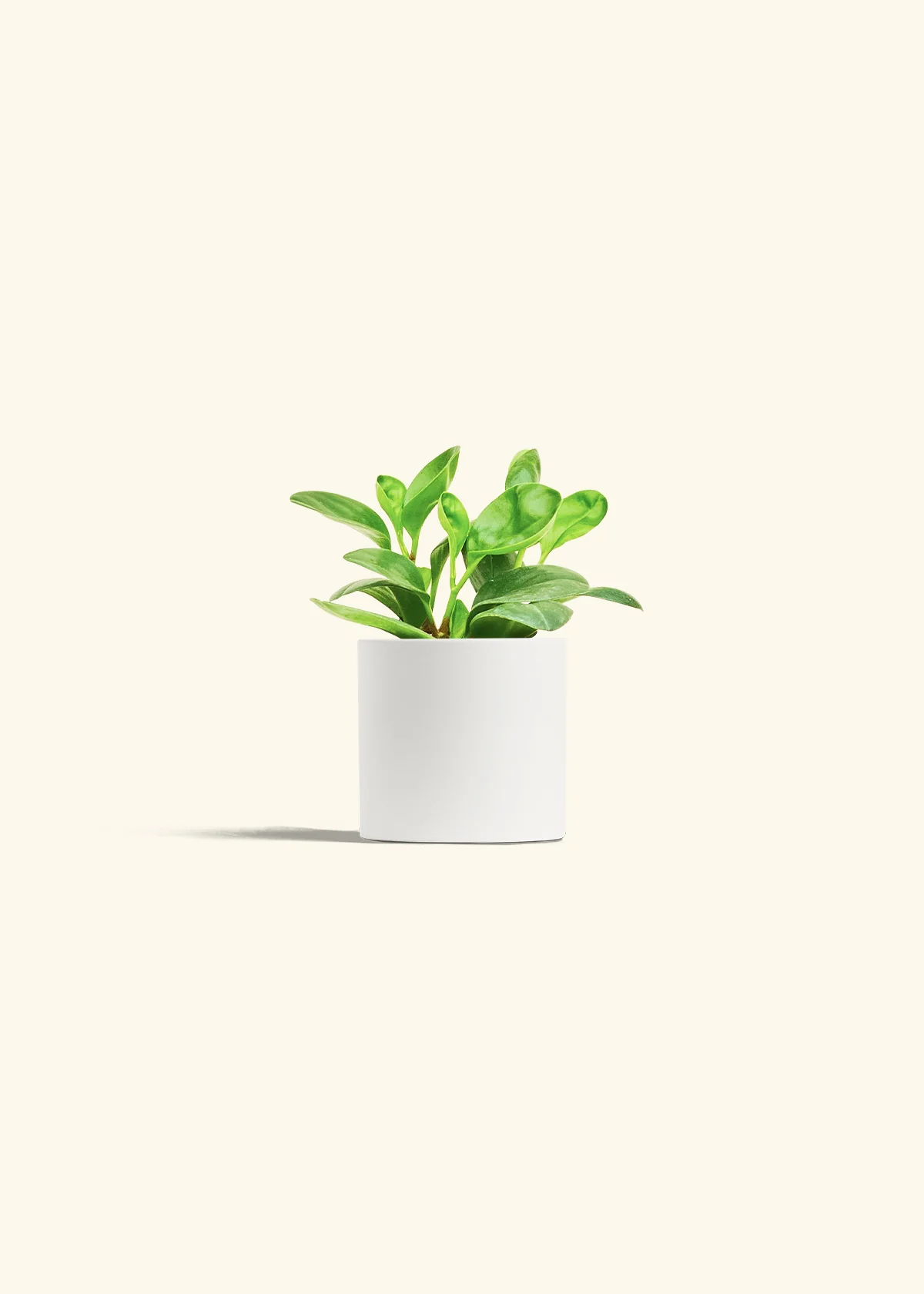 Baby Rubber Plant, Small - Image 4