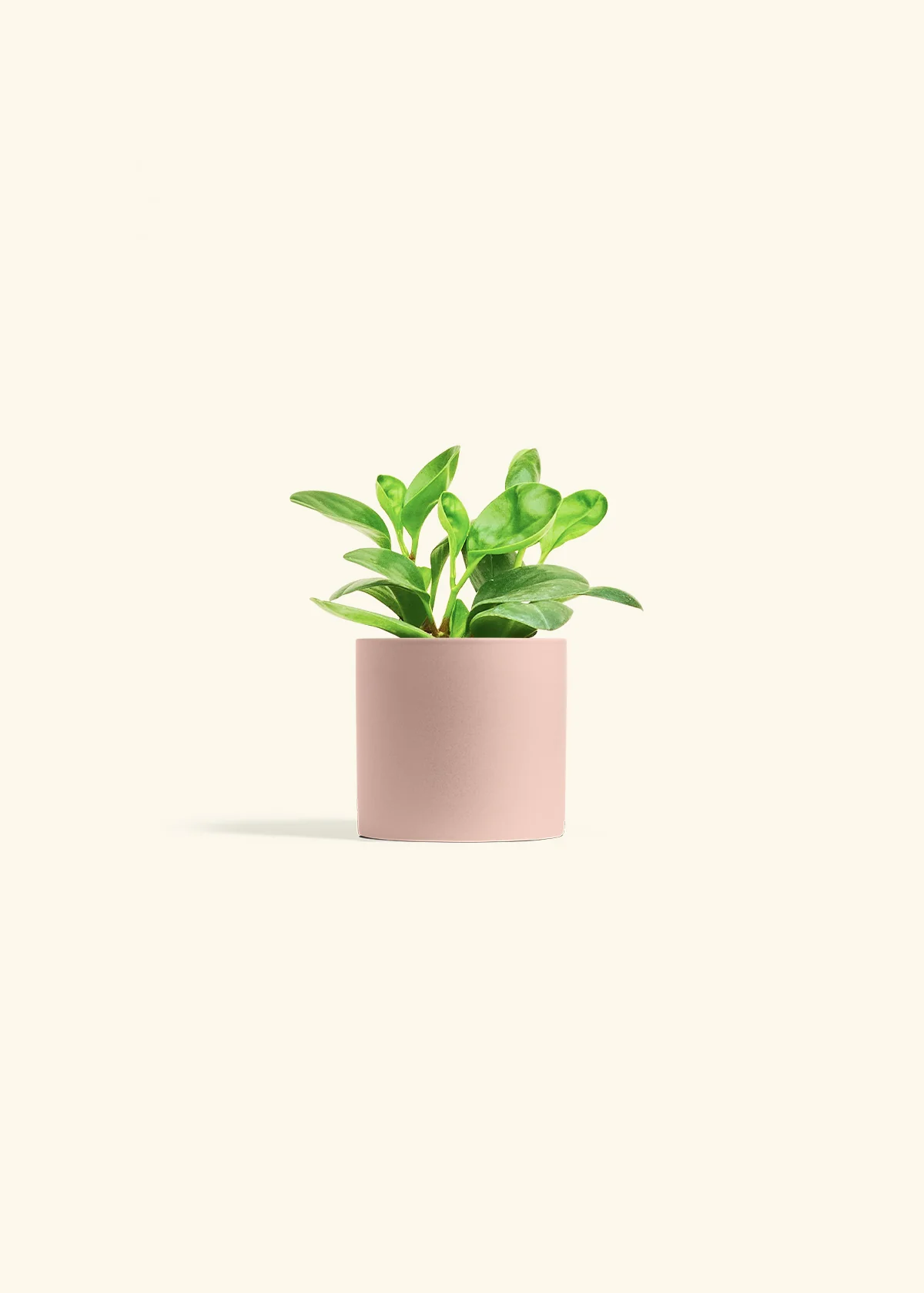 Baby Rubber Plant, Small - Image 5