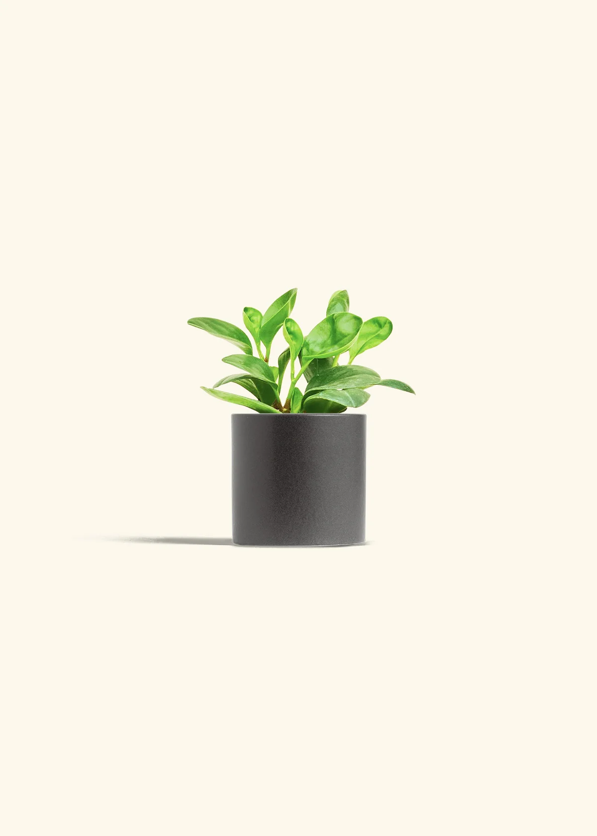 Baby Rubber Plant, Small - Image 6