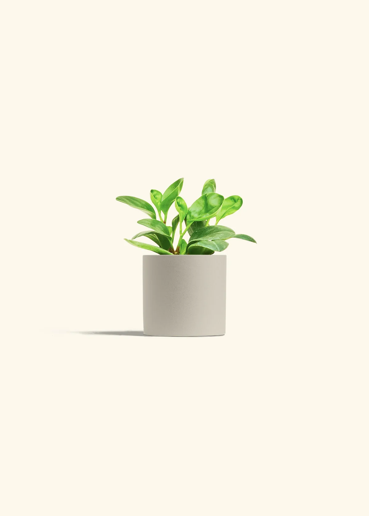 Baby Rubber Plant, Small - Image 7