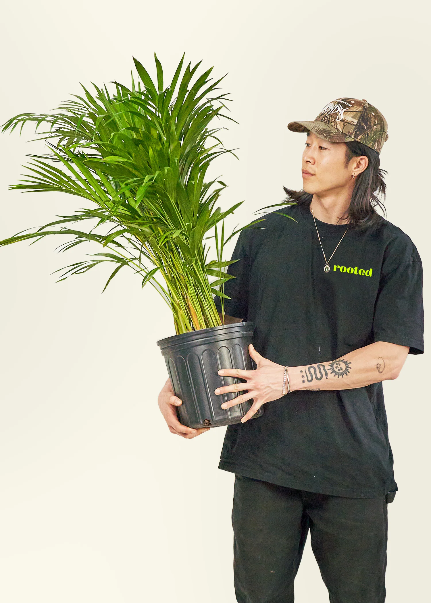 Bamboo Palm, XL - Image 3