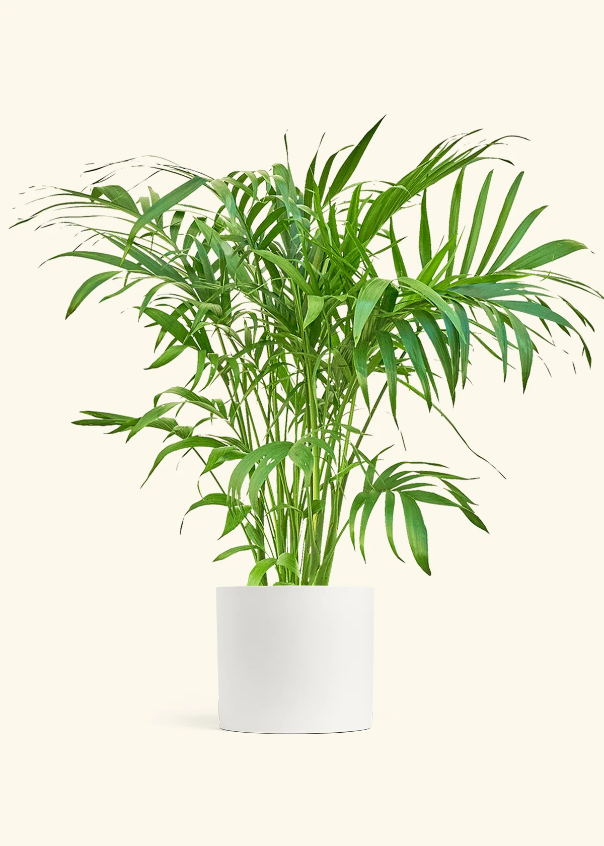Bamboo Palm, XL - Image 4