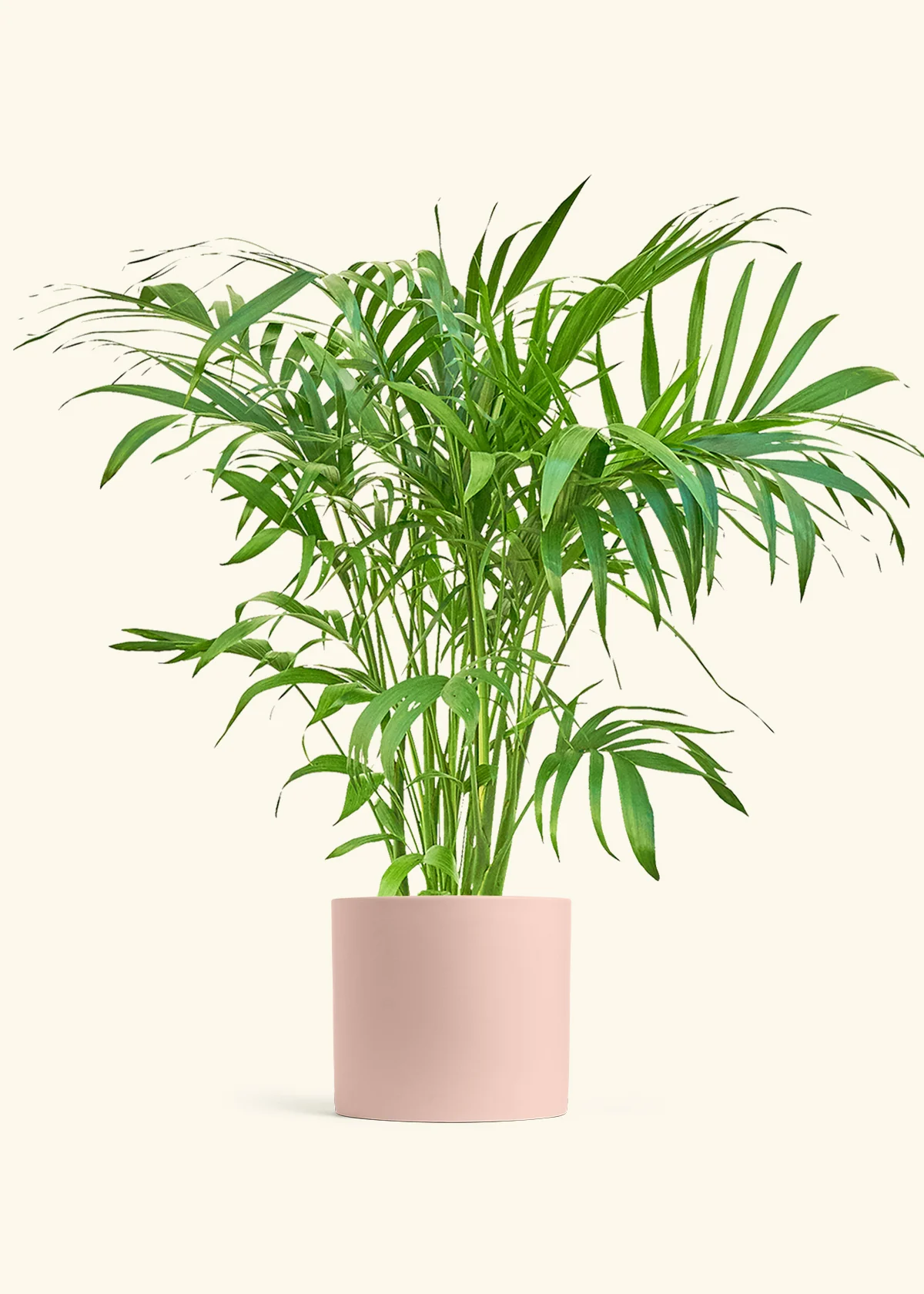 Bamboo Palm, XL - Image 5