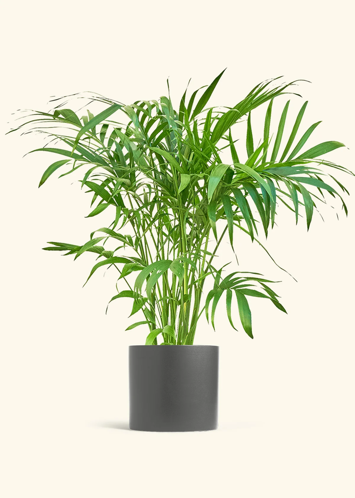 Bamboo Palm, XL - Image 6