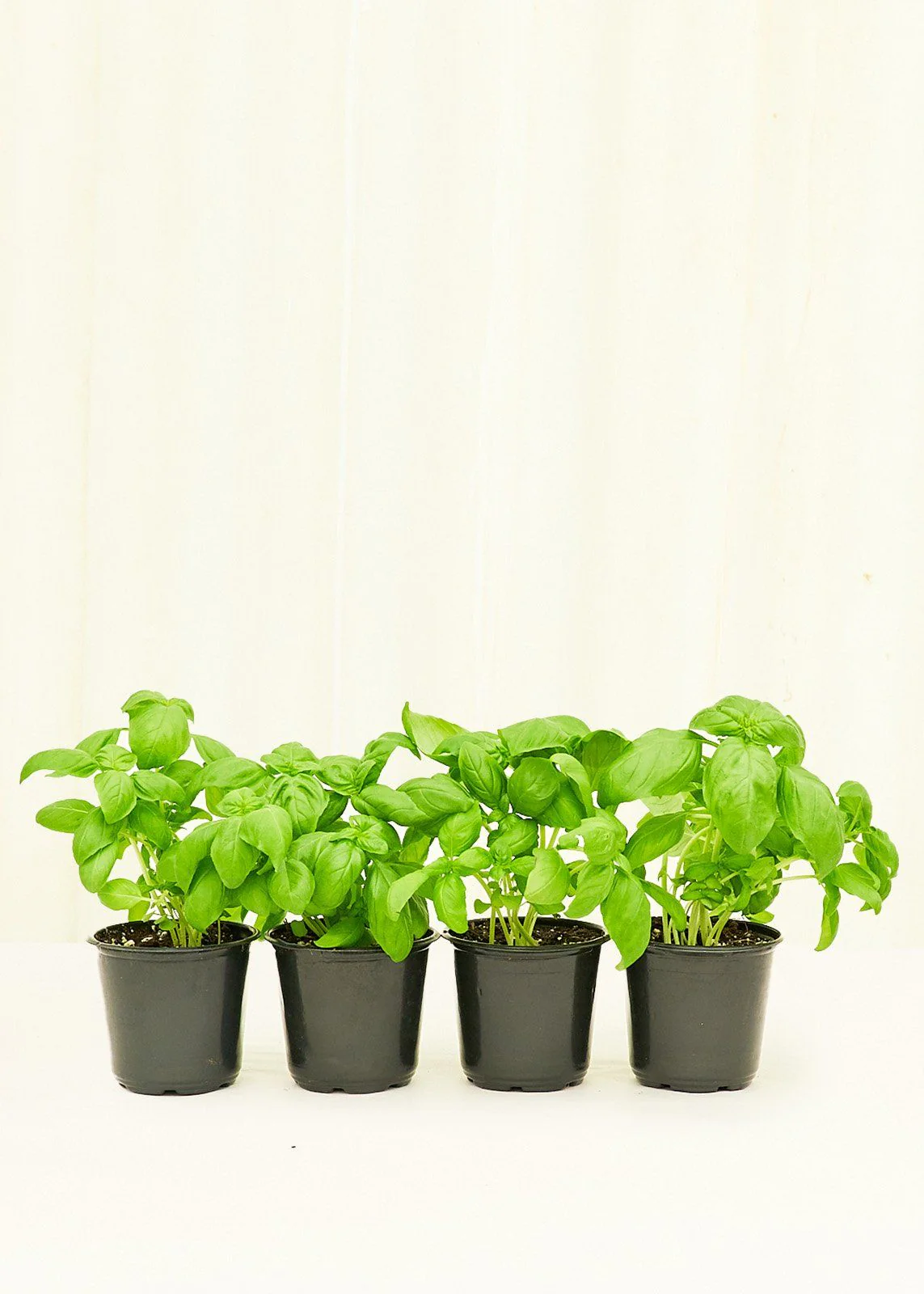 Basil, 4 pack