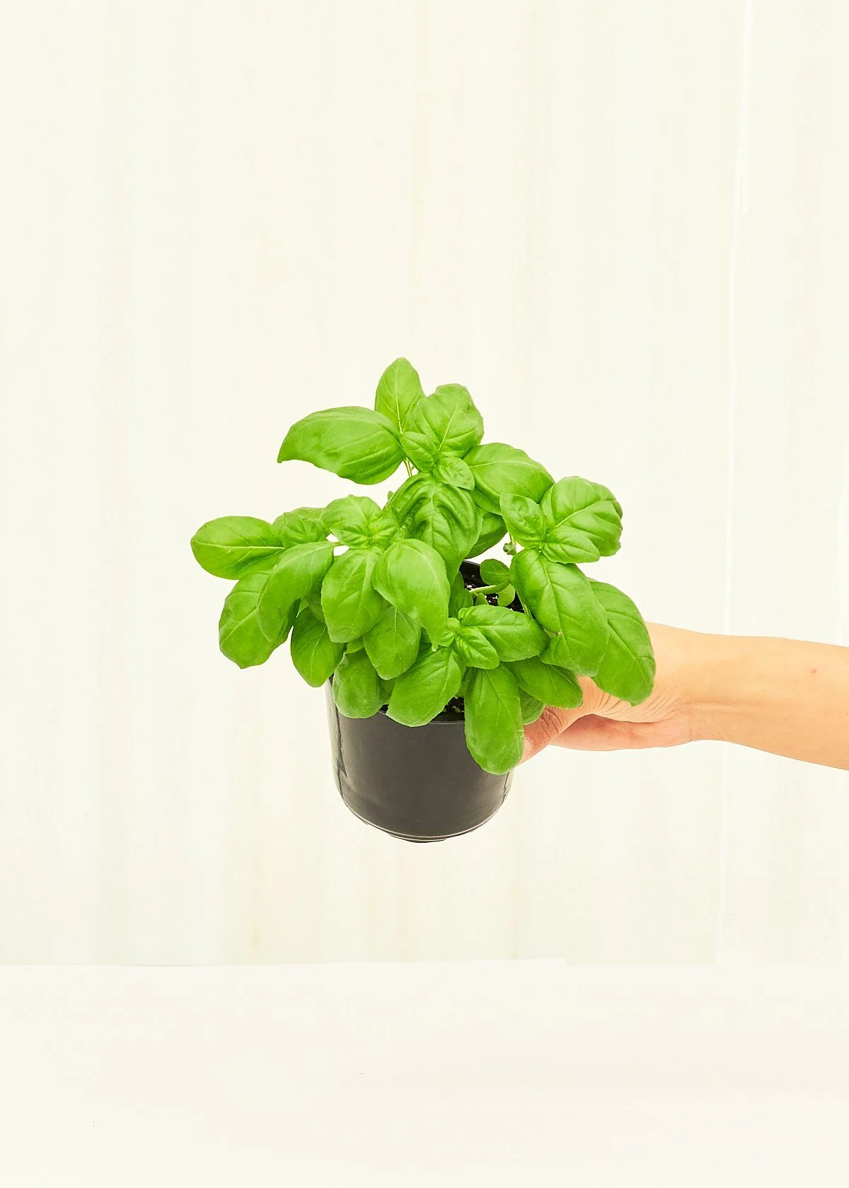 Basil, 4 pack - Image 4