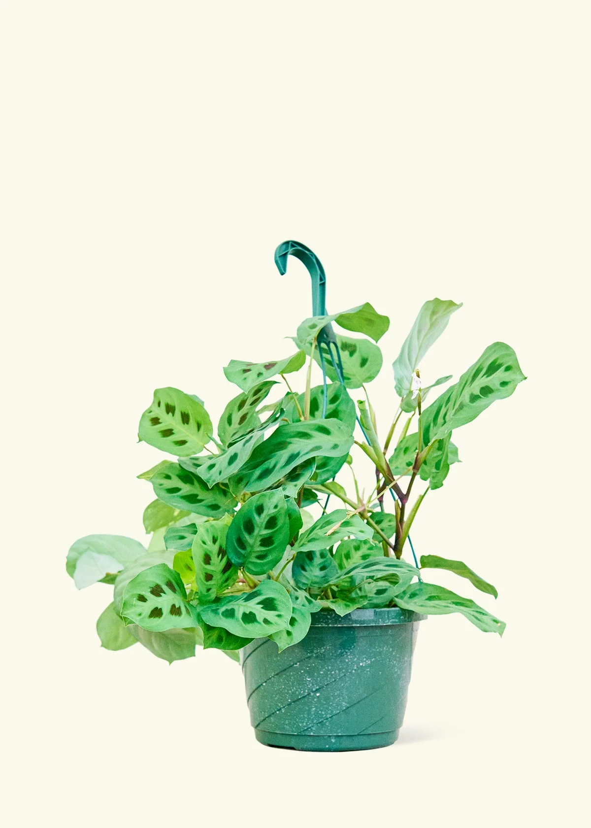 Green Prayer Plant, Large