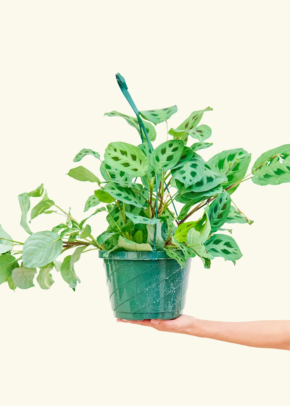 Green Prayer Plant, Large - Image 2