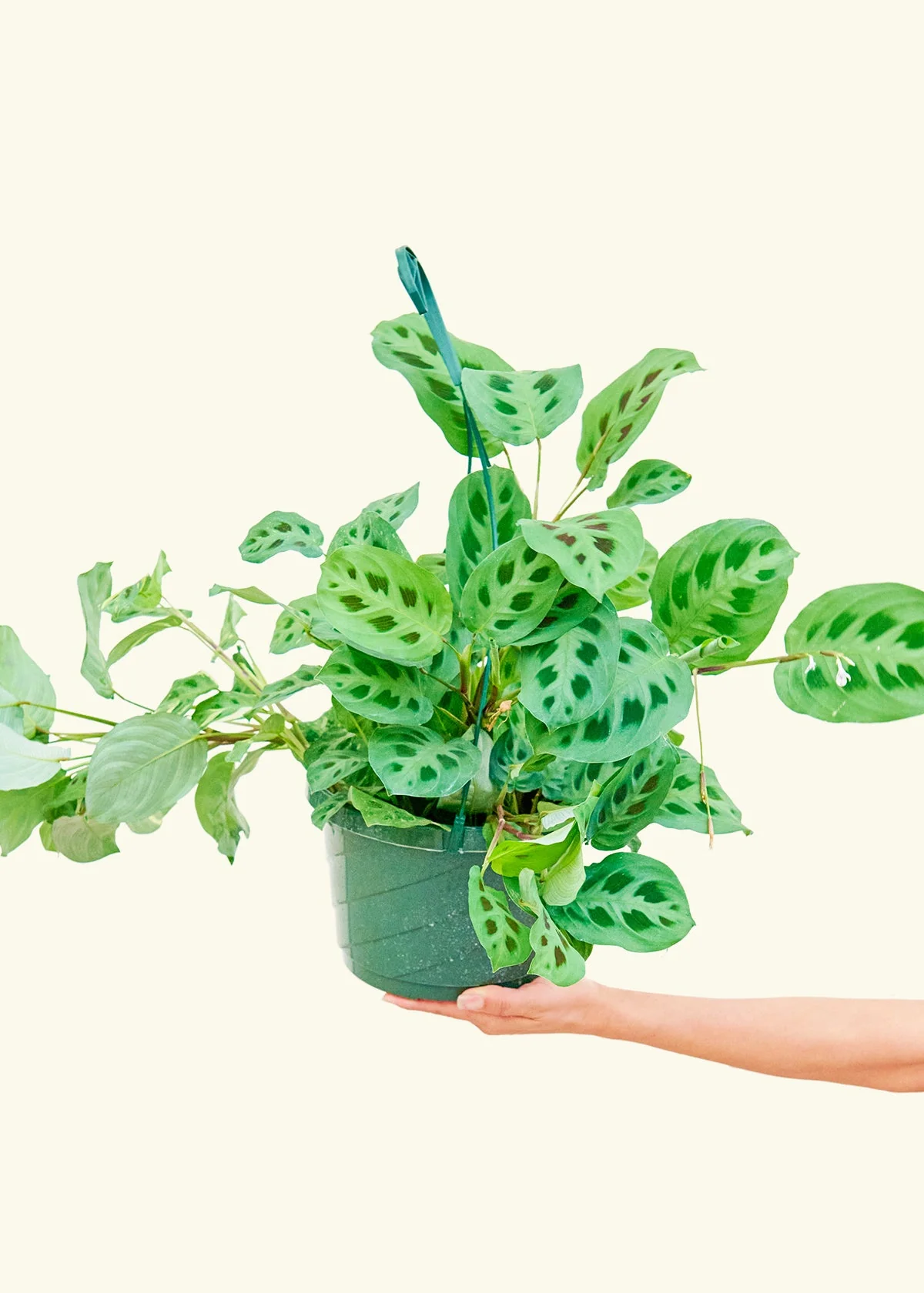 Green Prayer Plant, Large - Image 3