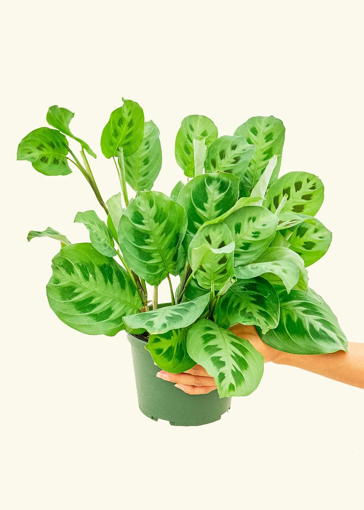 Green Prayer Plant, Medium - Image 3