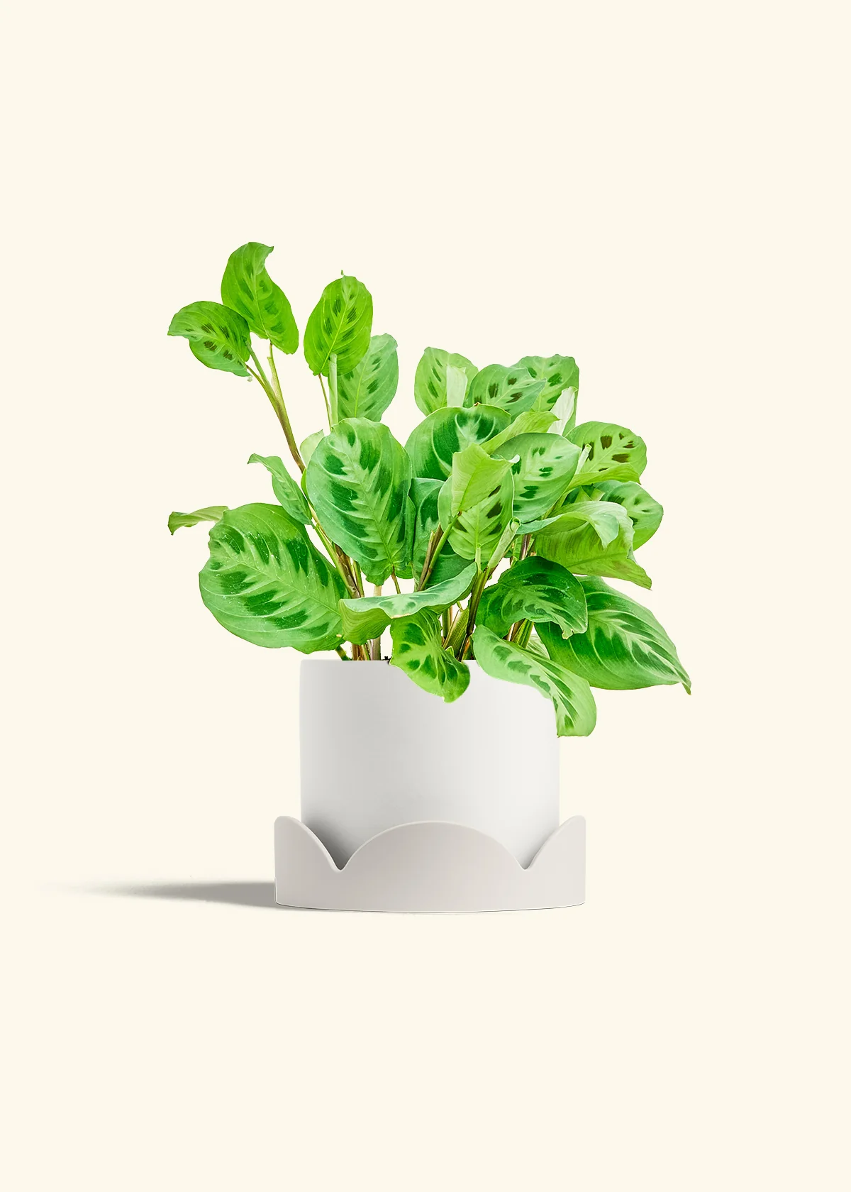 Green Prayer Plant, Medium - Image 4
