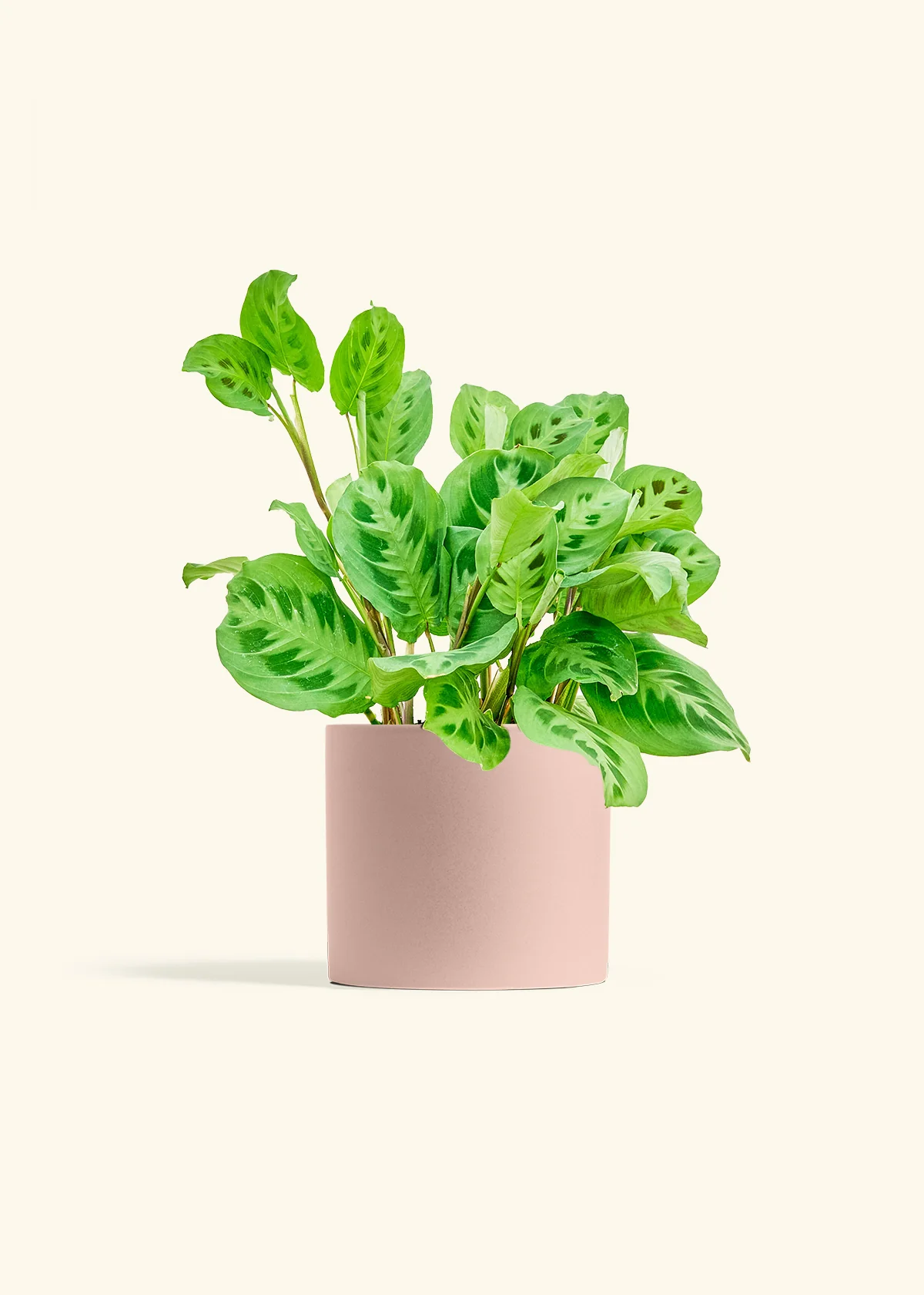 Green Prayer Plant, Medium - Image 5