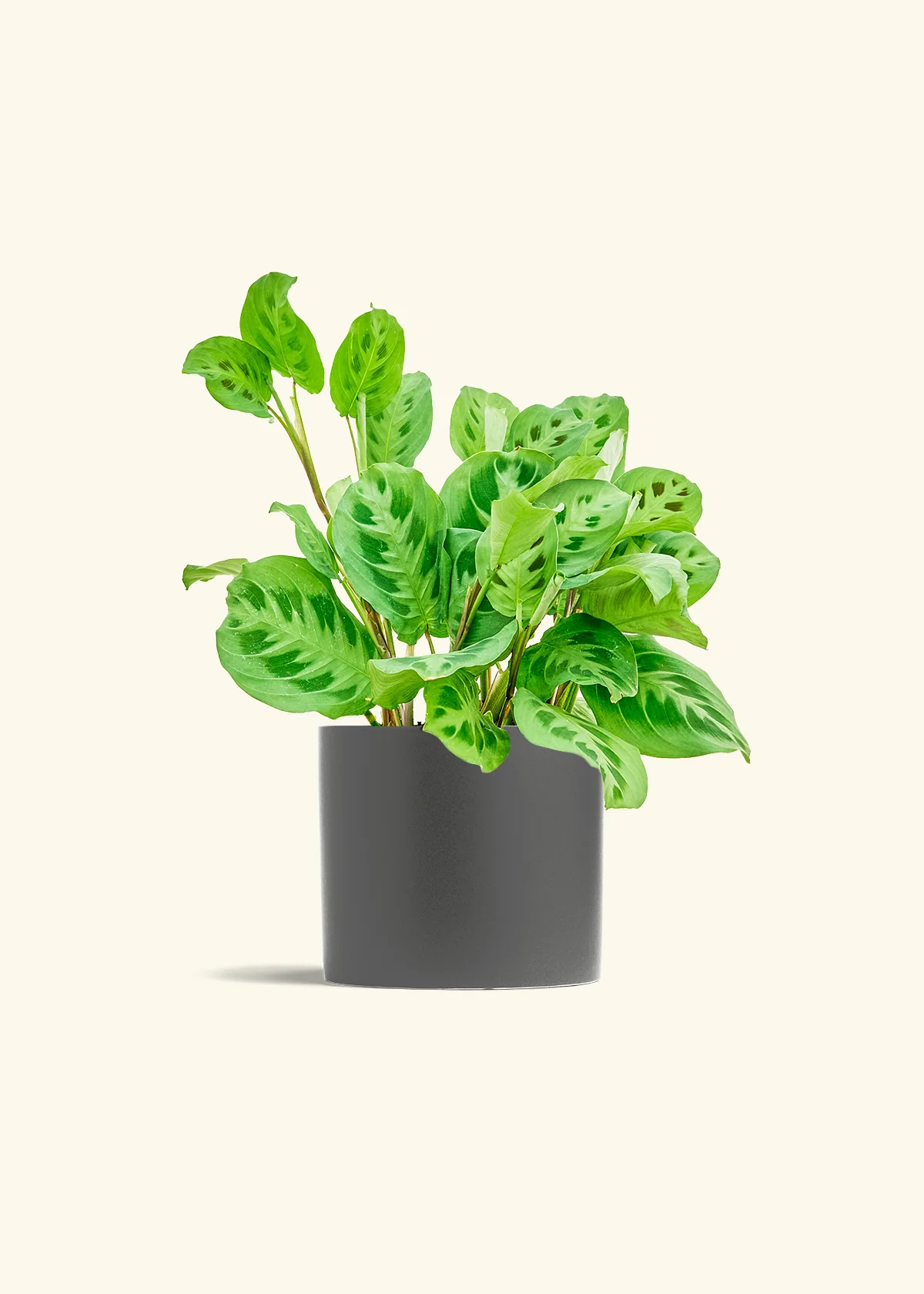 Green Prayer Plant, Medium - Image 6