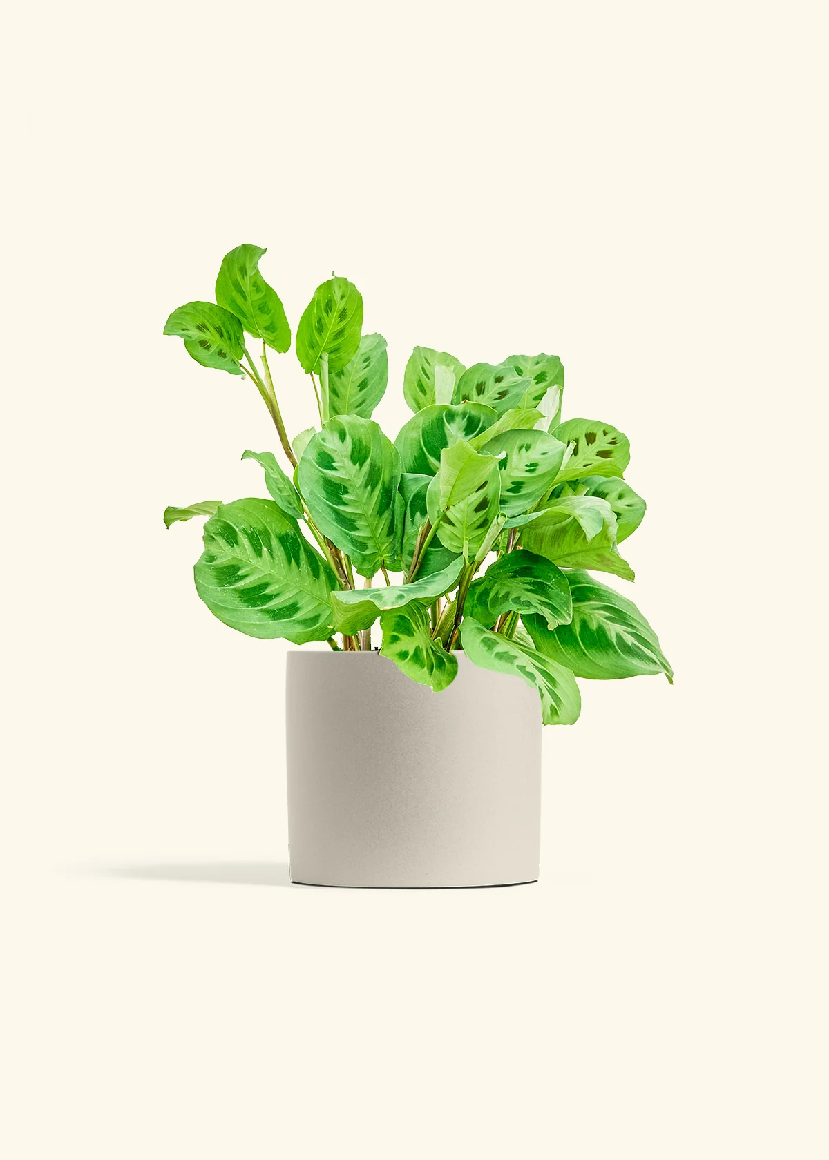 Green Prayer Plant, Medium - Image 7
