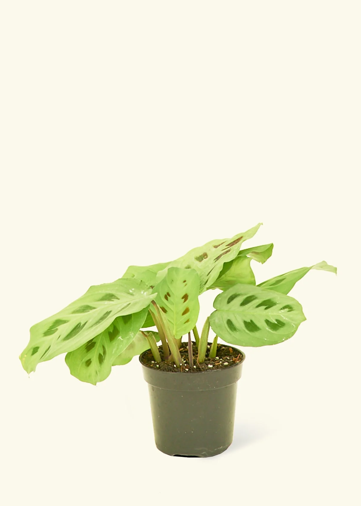 Green Prayer Plant, Small