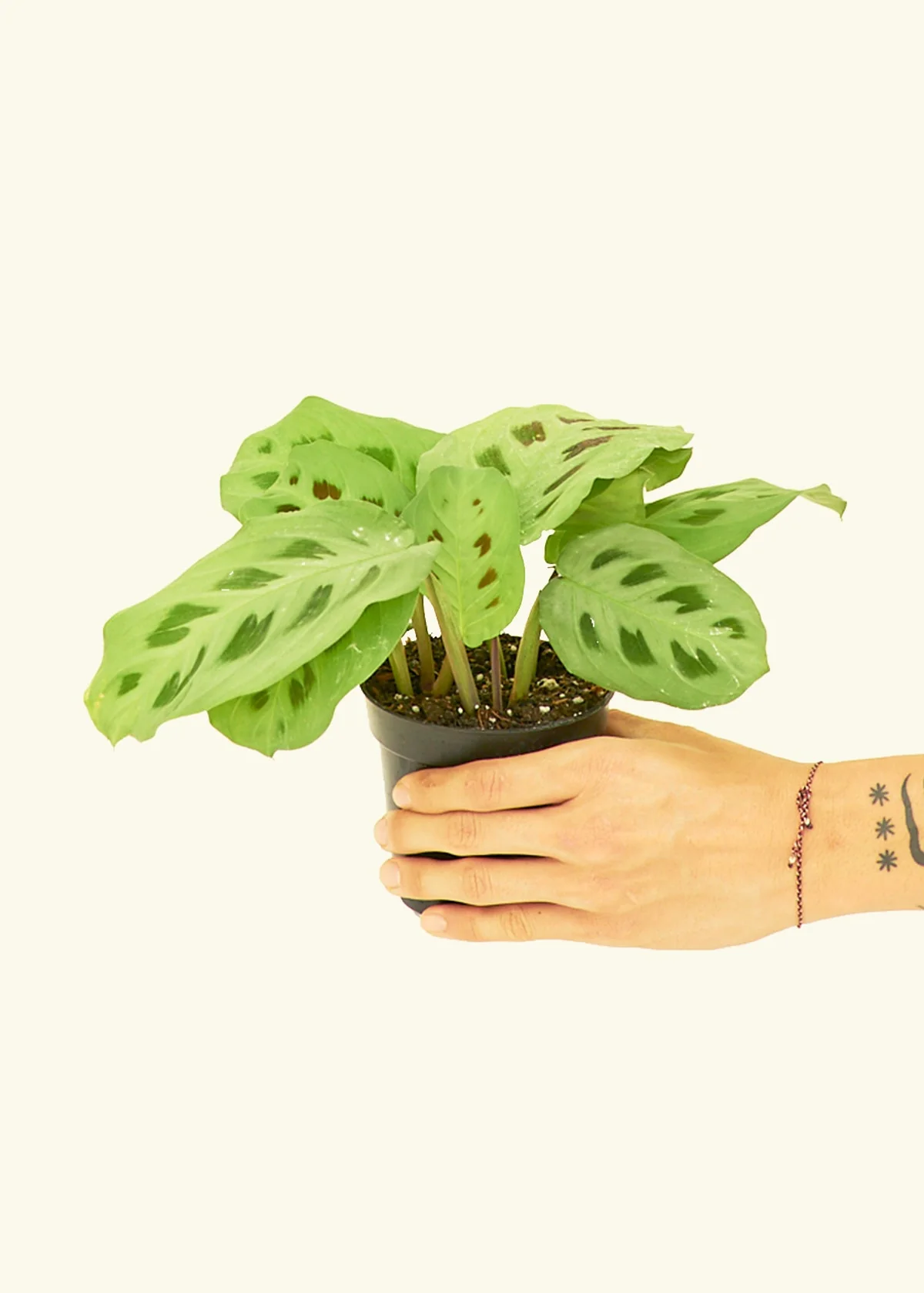 Green Prayer Plant, Small - Image 2