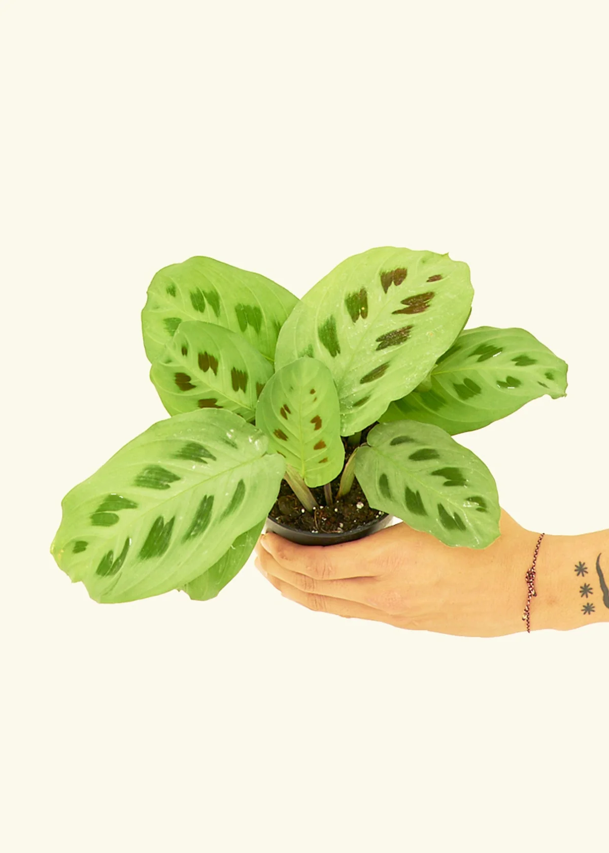 Green Prayer Plant, Small - Image 3