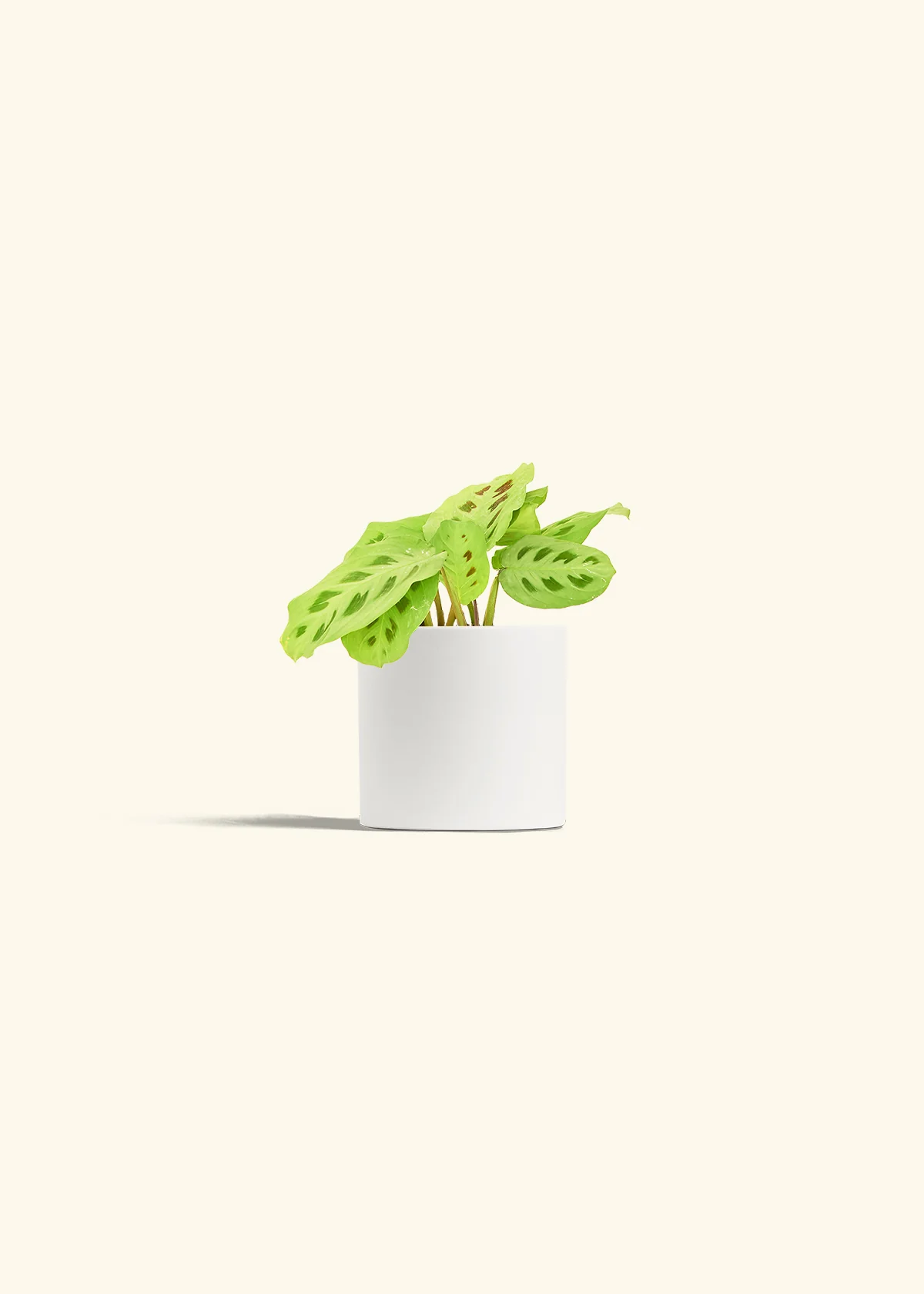 Green Prayer Plant, Small - Image 4