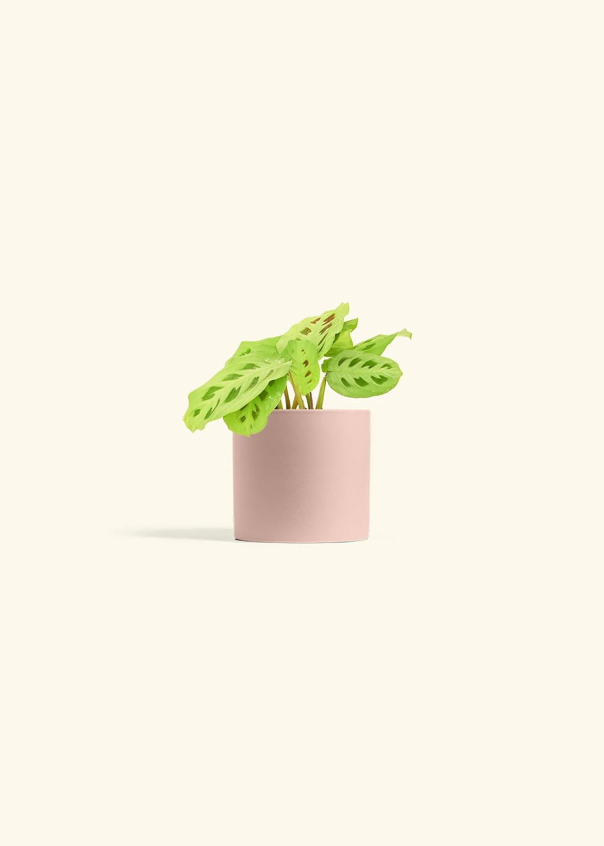 Green Prayer Plant, Small - Image 5