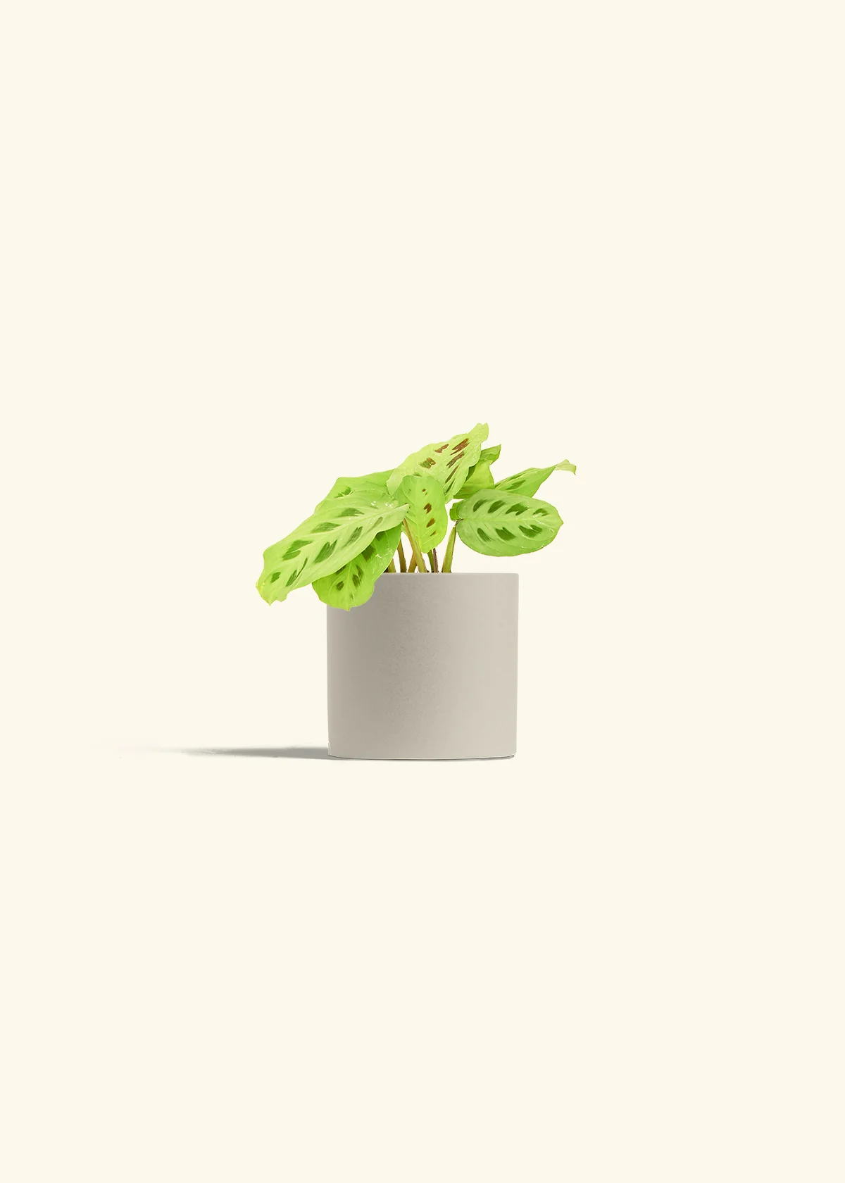 Green Prayer Plant, Small - Image 6