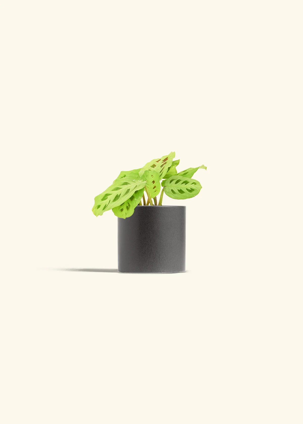 Green Prayer Plant, Small - Image 7